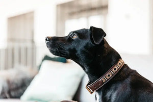 Boomerang Equestrian - Kentucky Dog Collar Handmade Pearls Gold