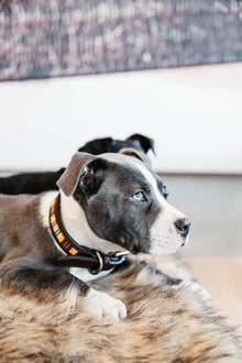  Kentucky Dog Collar Handmade Pearls Orange