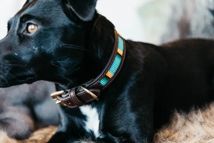 Kentucky Dog Collar Handmade Pearls Light Blue