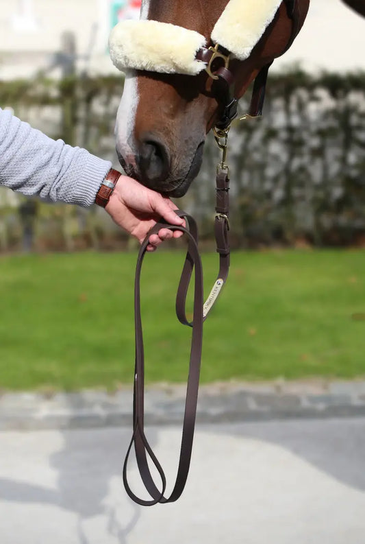 Boomerang Equestrian - Kentucky Presentation Lead Brown