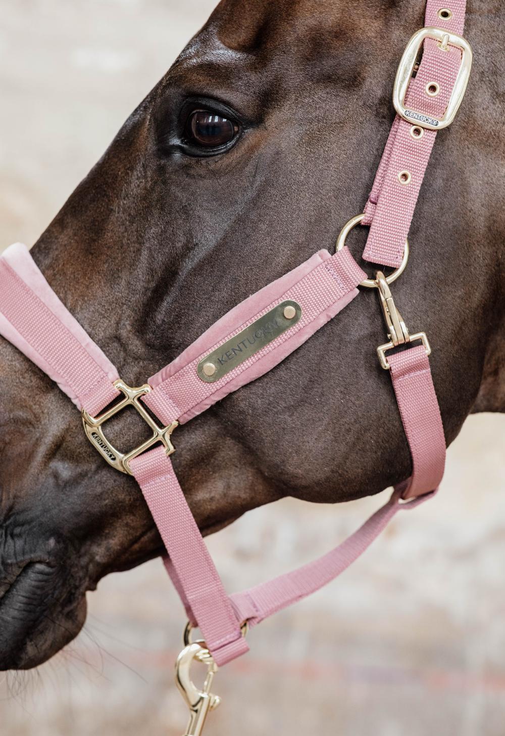 Velvet Halter | Kentucky Horsewear | VelvetDesign — Image 5