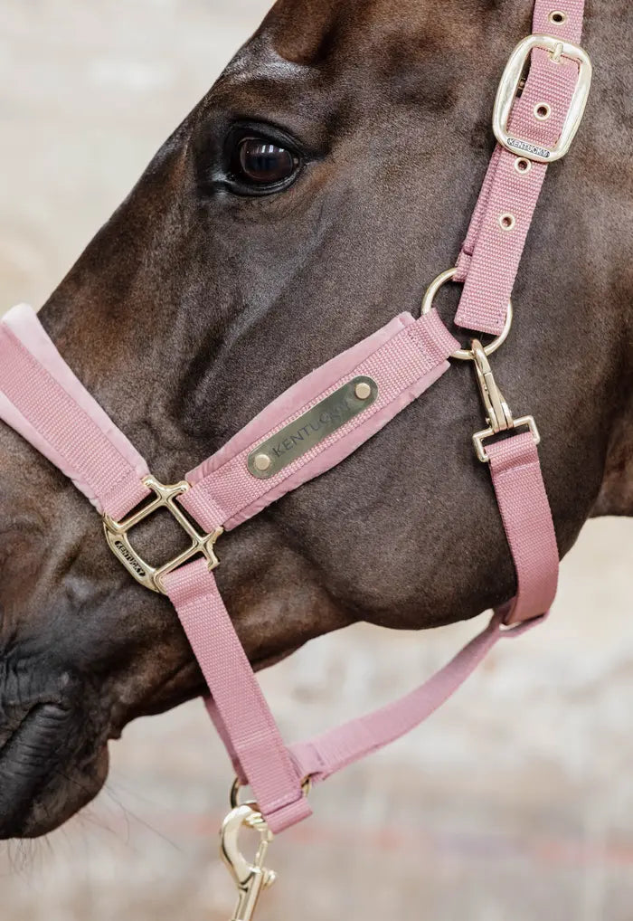 Boomerang Equestrian - Kentucky Velvet Halter Old Rose