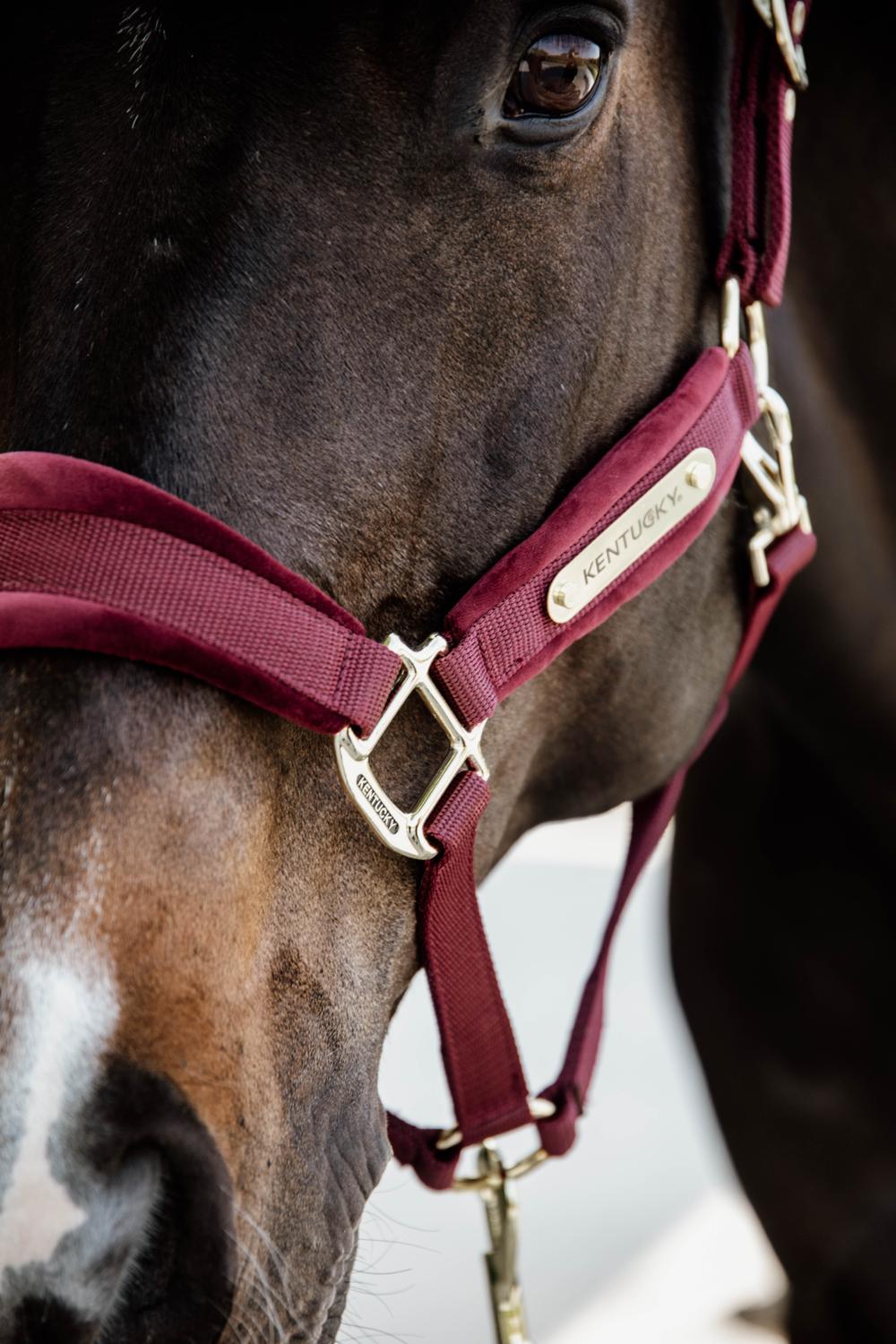 Velvet Halter | Kentucky Horsewear | VelvetDesign — Image 11