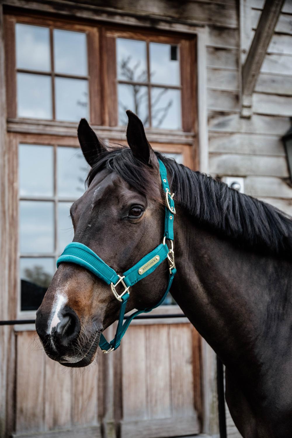 Velvet Halter | Kentucky Horsewear | VelvetDesign — Image 13