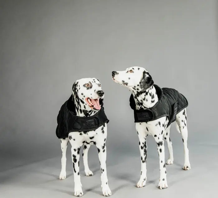 Kentucky Dog Coat Original Black/Black