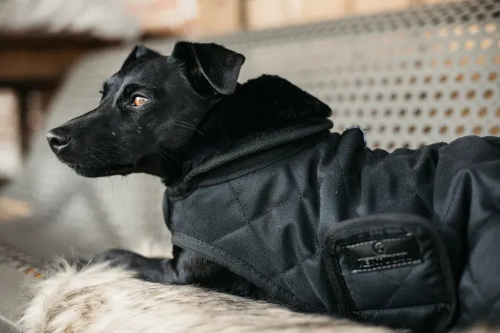 Kentucky Dog Coat Original Black/Black