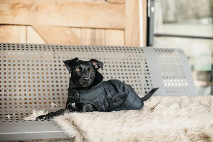 Kentucky Dog Coat Original Black/Black