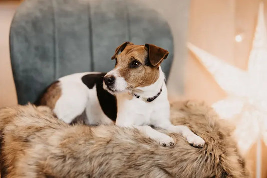 Boomerang Equestrian - Kentucky Dog Bed Fuzzy To Go Grey