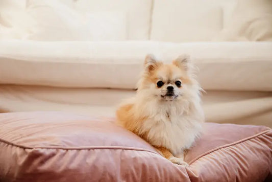 Boomerang Equestrian - Kentucky Dog Bed Pillow Velvet Old Rose