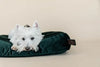 Kentucky Dog Pillow Velvet Pine Green