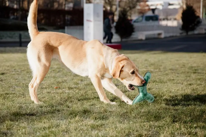 Kentucky Dog Toy Pastel Bone Emerald