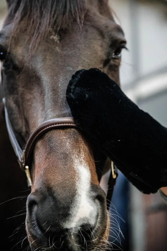 Boomerang Equestrian - Kentucky Sheepskin Grooming Glove Black