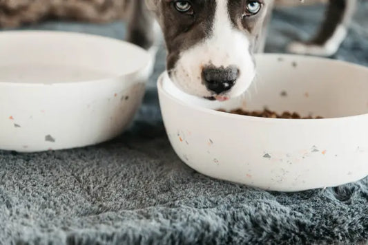 Boomerang Equestrian - Kentucky Dog Bowl Bamboo Terrazzo