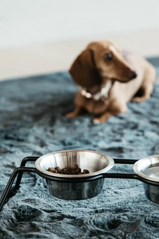 Boomerang Equestrian - Kentucky Dog Bowl Comfort Feeder