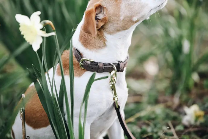 Kentucky Velvet Leather Dog Collar Brown