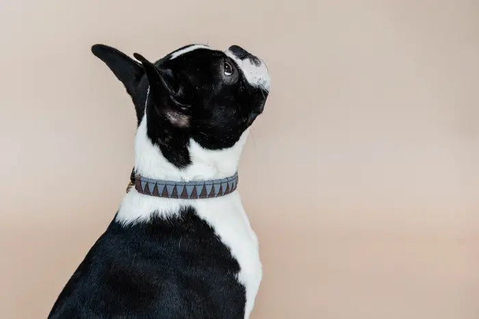 Kentucky Dog Collar Triangle