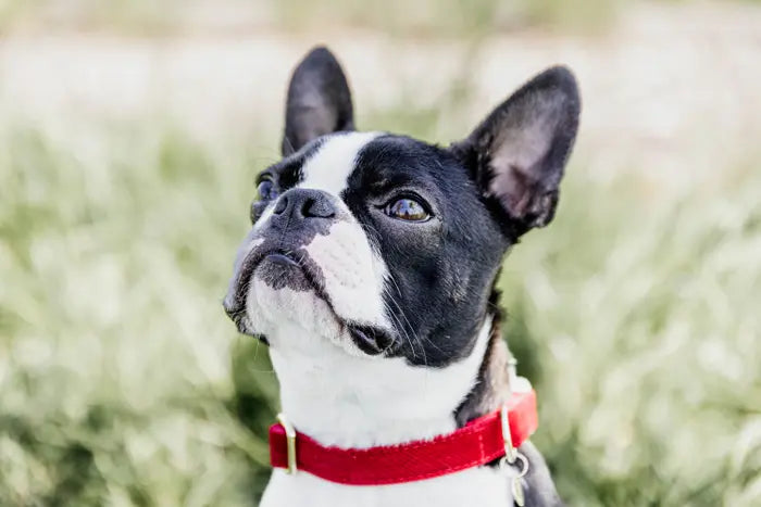 Kentucky Dog Collar Corduroy Red