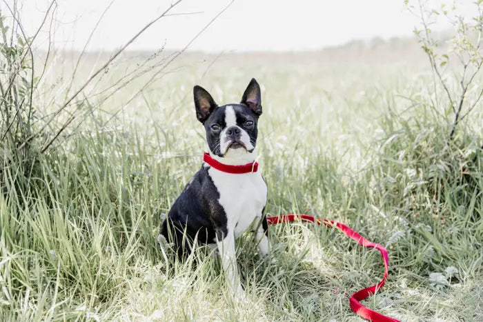 Kentucky Dog Collar Corduroy Red