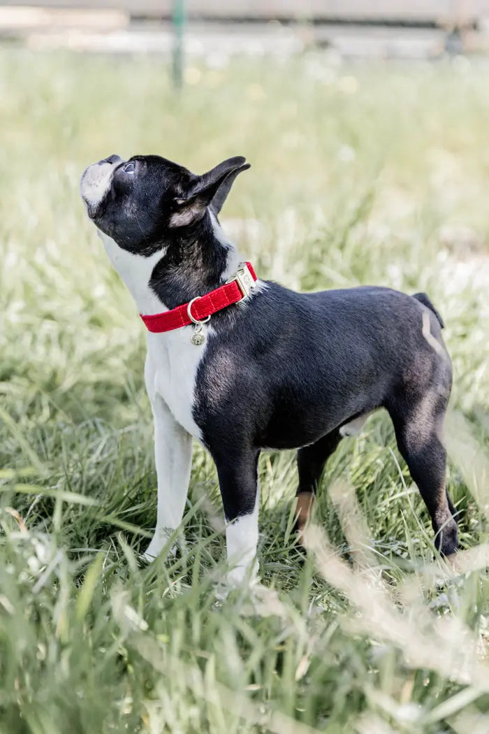 Kentucky Dog Collar Corduroy Red