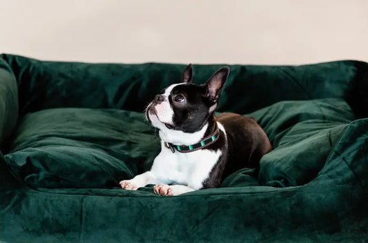 Boomerang Equestrian - Kentucky Dog Collar Handmade Pearls Black