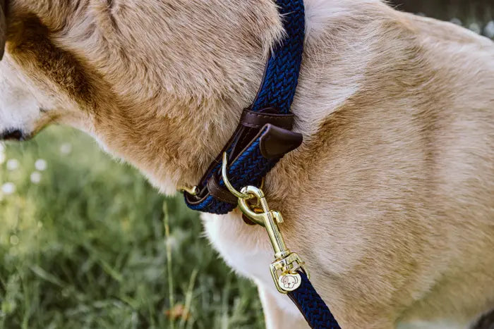 Kentucky Plaited Nylon Dog Collar Navy