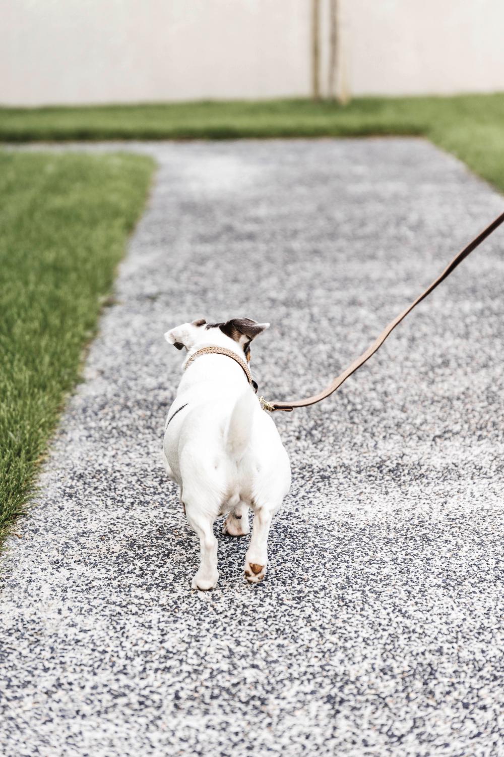 Plaited Nylon Dog Leash 200 cm | Kentucky Dogwear | Stylish — Image 16