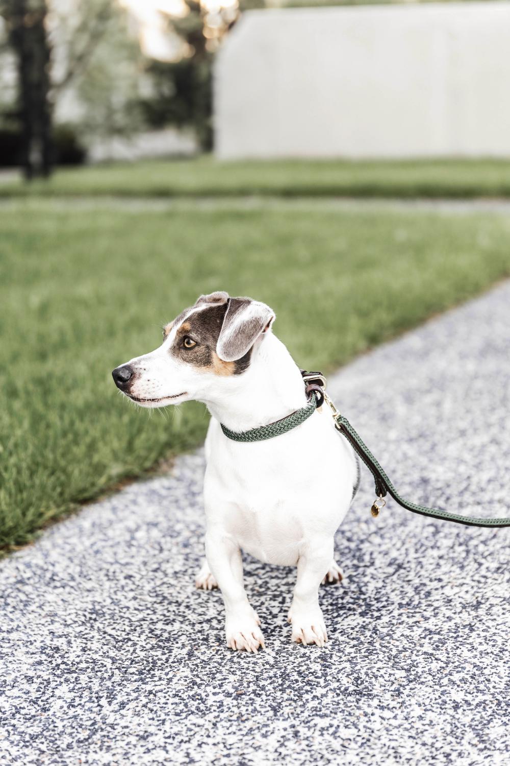 Plaited Nylon Dog Leash 200 cm | Kentucky Dogwear | Stylish — Image 14
