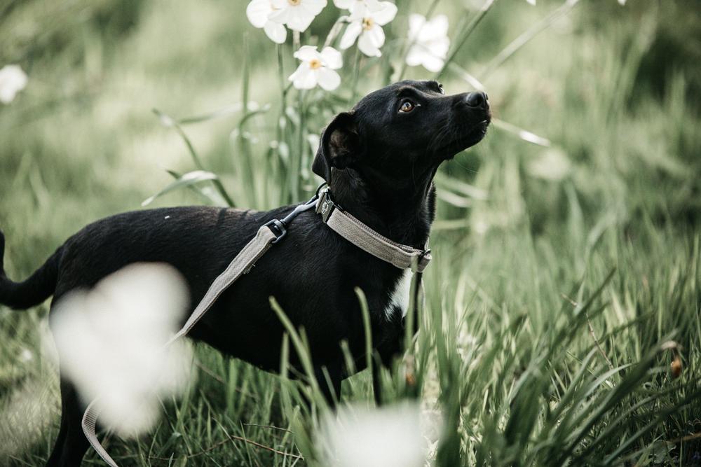 Dog Leash Lizard | Kentucky Dogwear | Stylish — Image 3