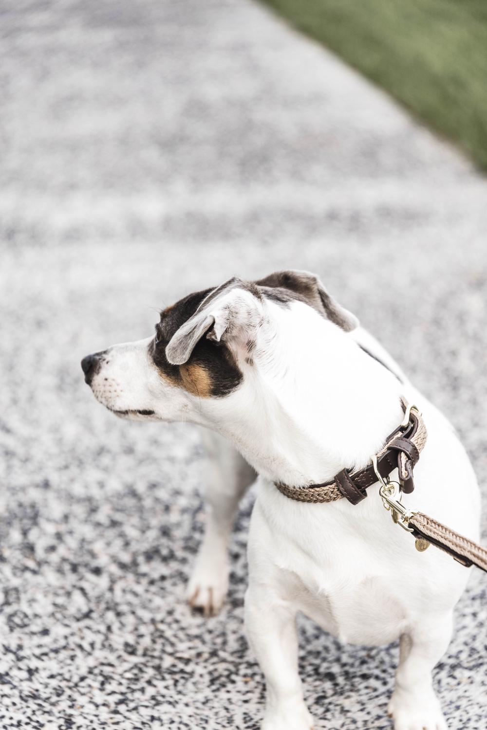 Plaited Nylon Dog Leash 120cm | Kentucky Dogwear | Stylish — Image 17