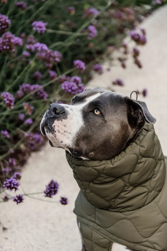 Kentucky Dog Coat Winter Pina Pine Green