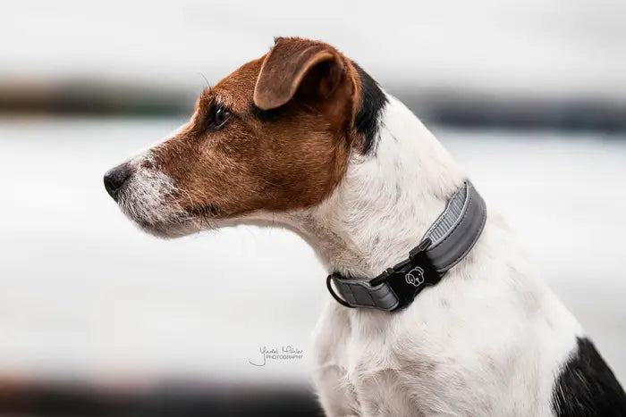 Kentucky Dog Collar Reflective