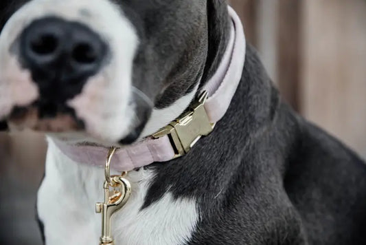 Boomerang Equestrian - Kentucky Dog Collar Velvet Soft Rose
