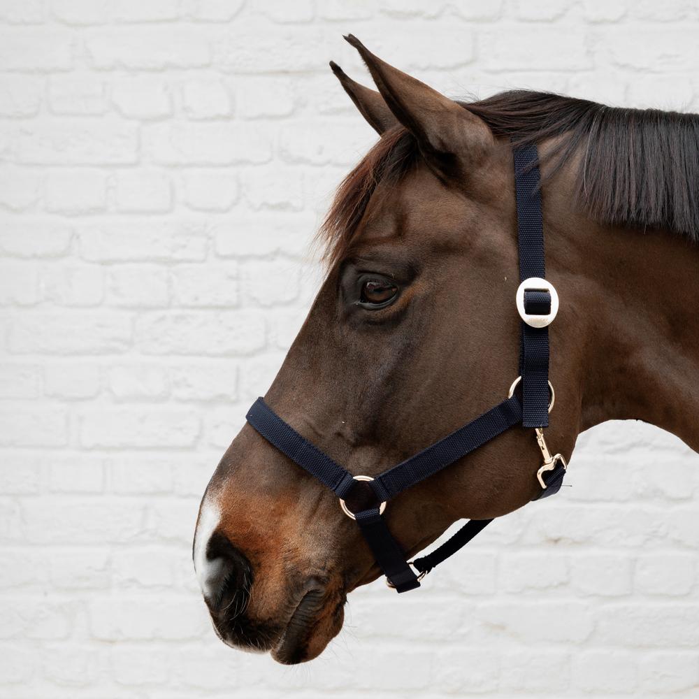 Nylon Halter | Kentucky Horsewear | Durable — Image 2