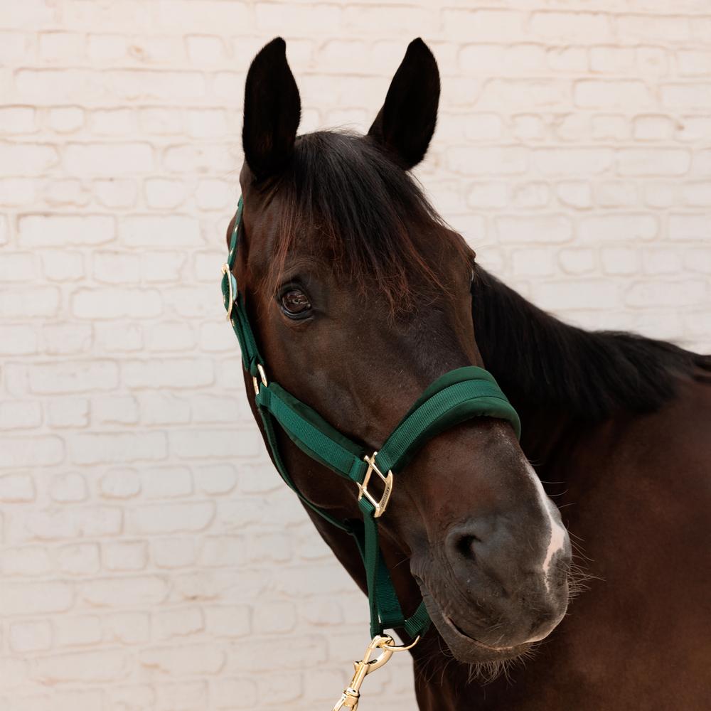 Velvet Halter | Kentucky Horsewear | VelvetDesign — Image 2