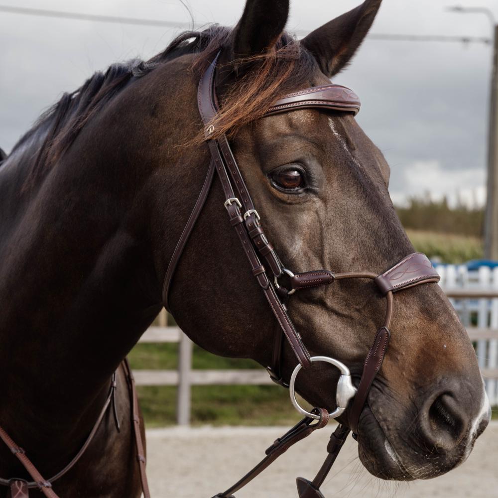 Elastic Hybrid Noseband Bridle NE |  | Durable — Image 3