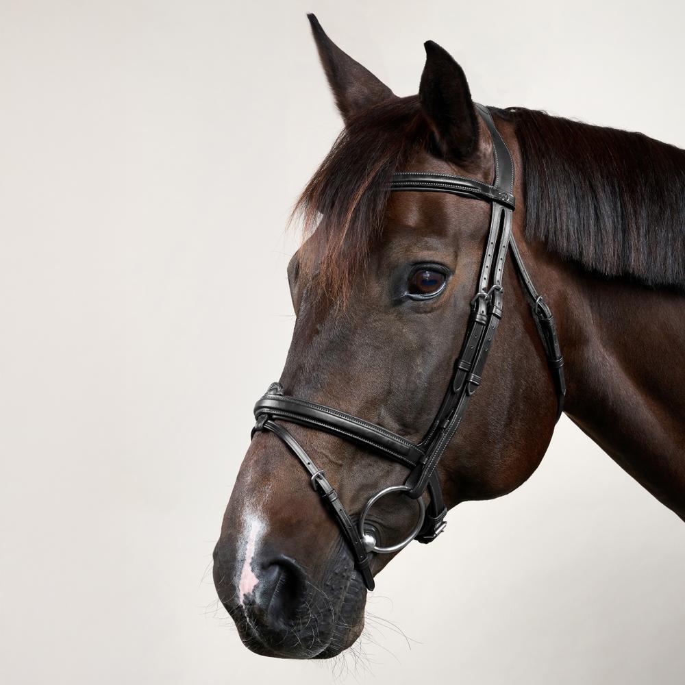 Flash Noseband Bridle NE | Dy'on | Versatile — Image 7
