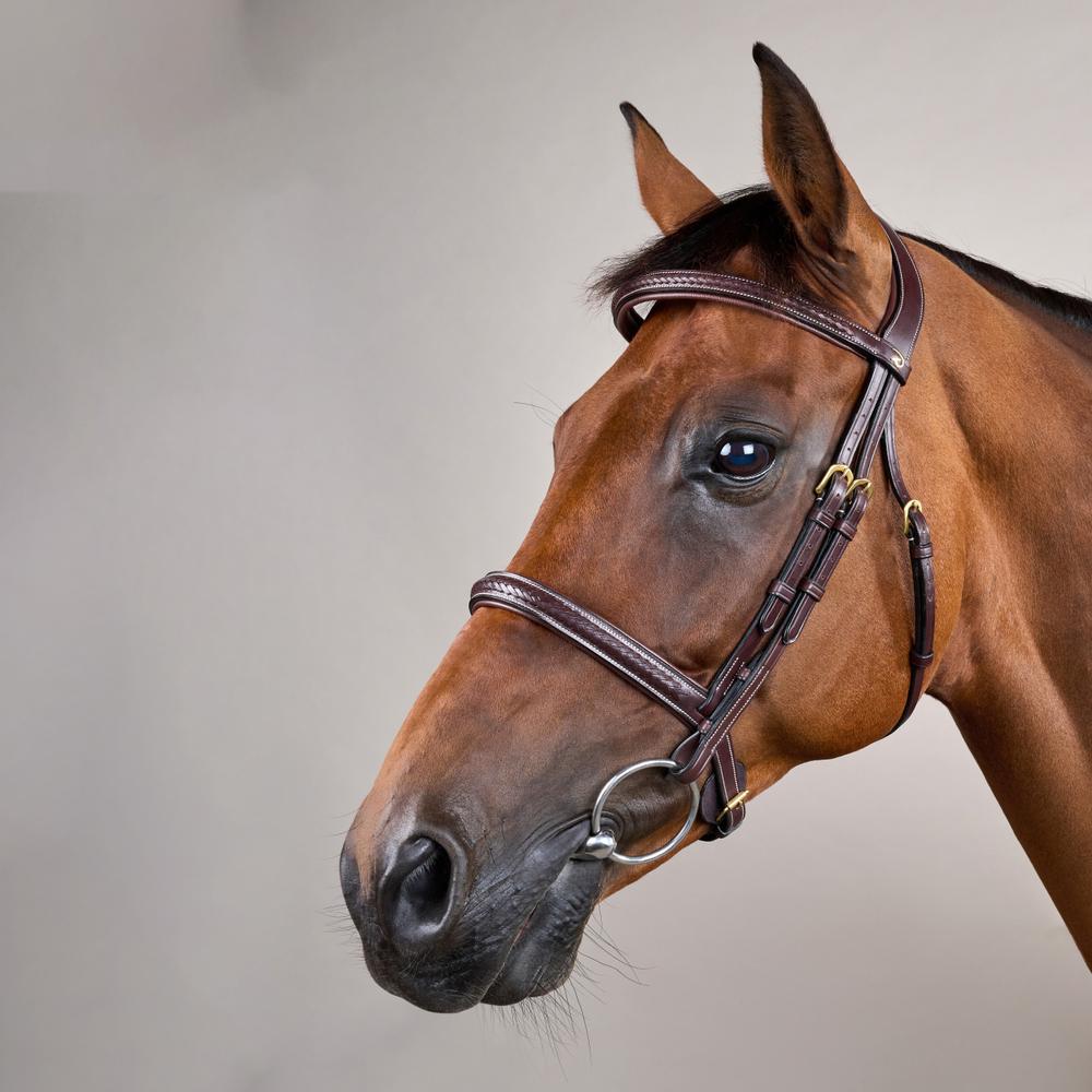 Plaited Noseband Bridle Without Flash DY | Dy'on | Durability — Image 2