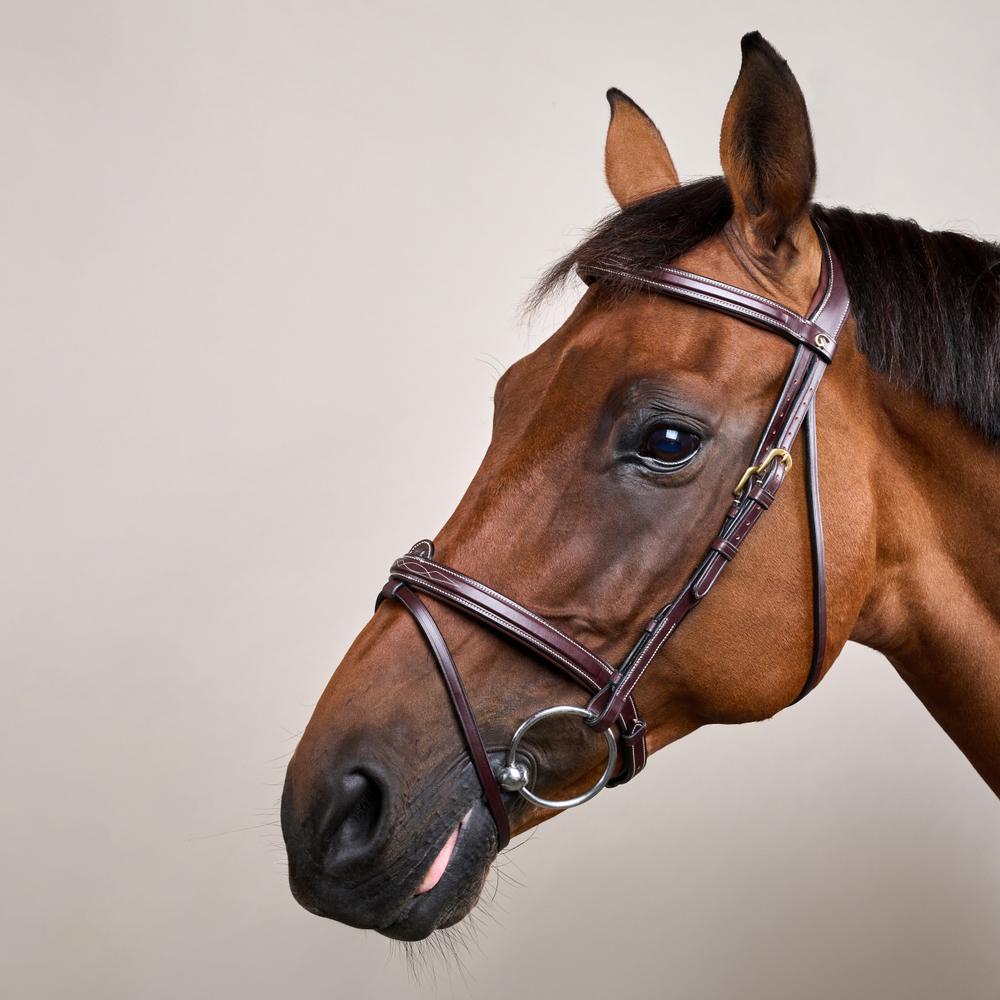 Flash Noseband Bridle DY | Dy'on | Versatile — Image 2