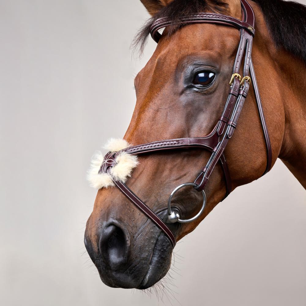 Plaited Figure 8 Noseband Bridle DY |  | elegance — Image 10