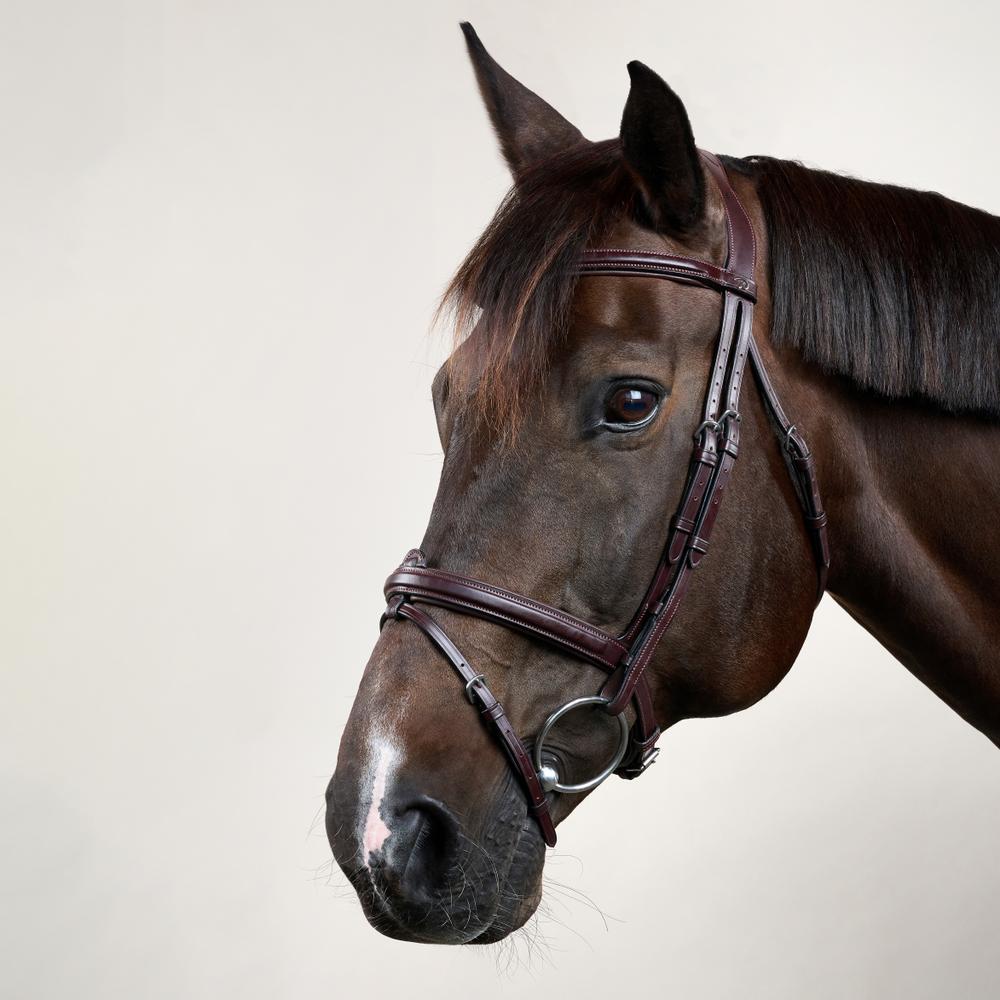 Flash Noseband Bridle NE | Dy'on | Versatile — Image 2