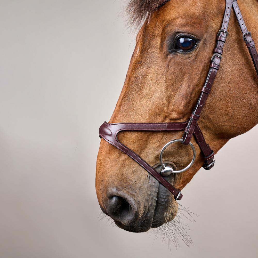 X-Fit Bridle NE | Dy'on | Comfort — Image 4
