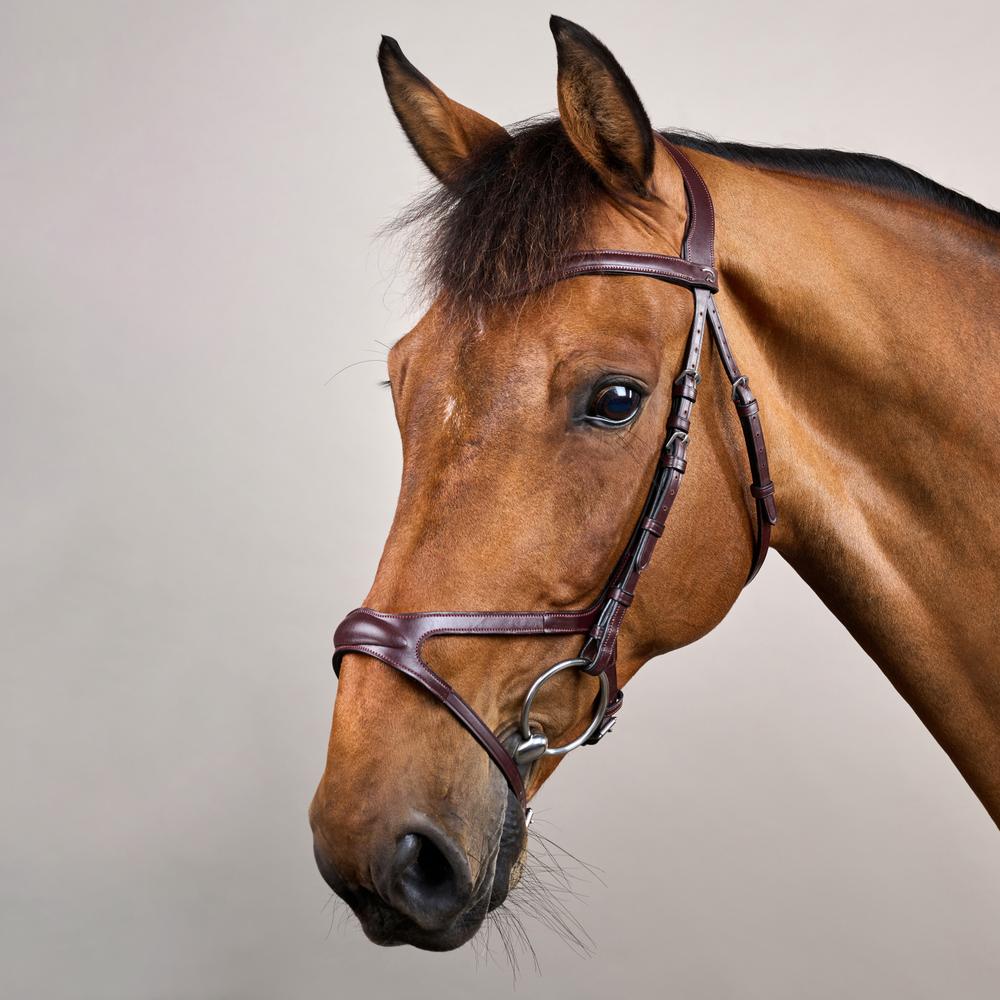 X-Fit Bridle NE | Dy'on | Comfort — Image 2