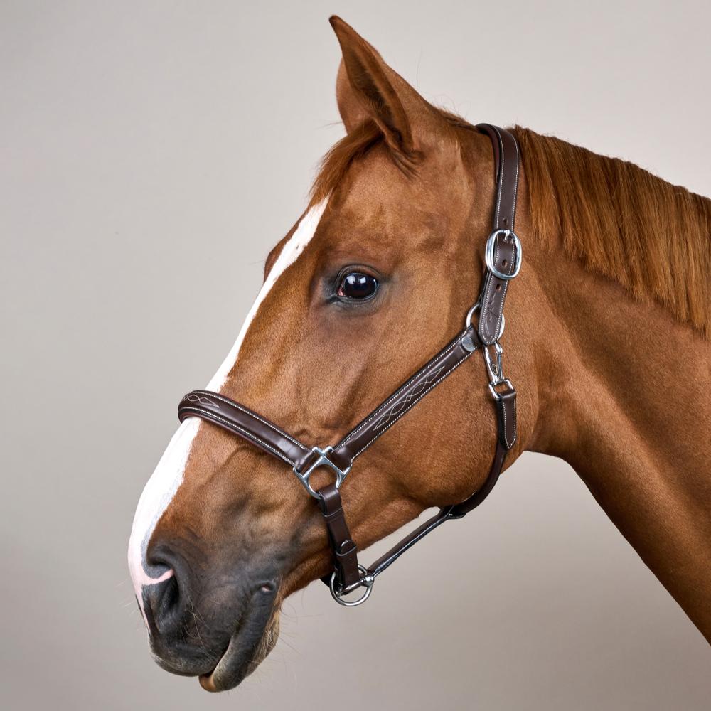 Head Collar Fancy | Dy'on | Durability — Image 4
