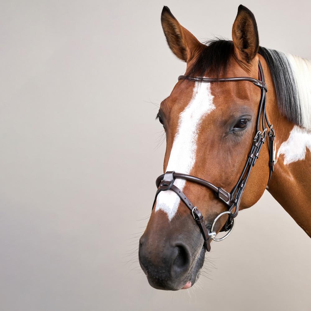 Round Leather Bridle WO | Dy'on | Comfort — Image 5