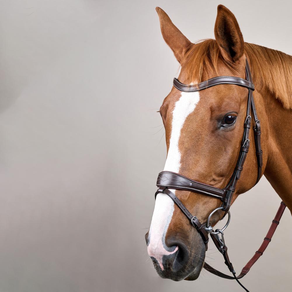 Working Motion Bridle WO | Dy'on | versatile — Image 14