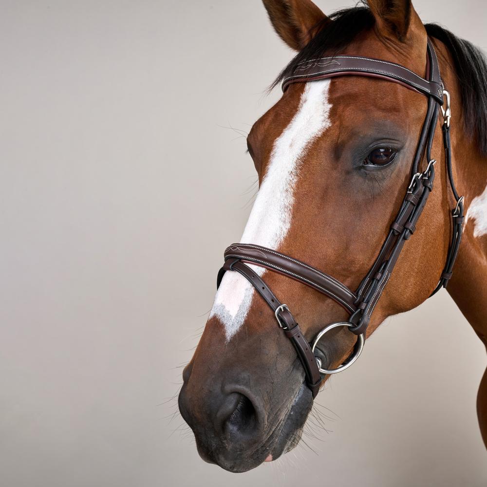 Flash Noseband Bridle With Snap Hook WO | Dy'on | style — Image 5