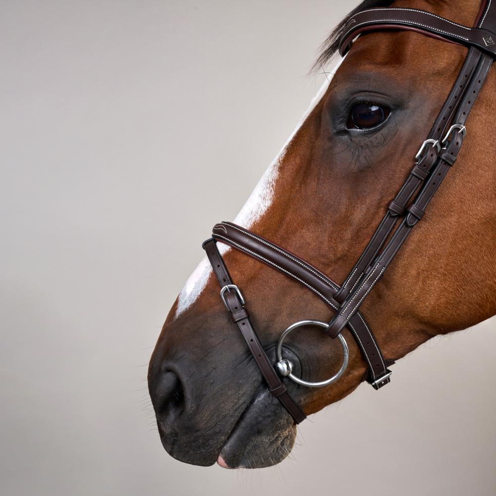 Flash Noseband Bridle With Snap Hook WO | Dy'on | style — Image 4