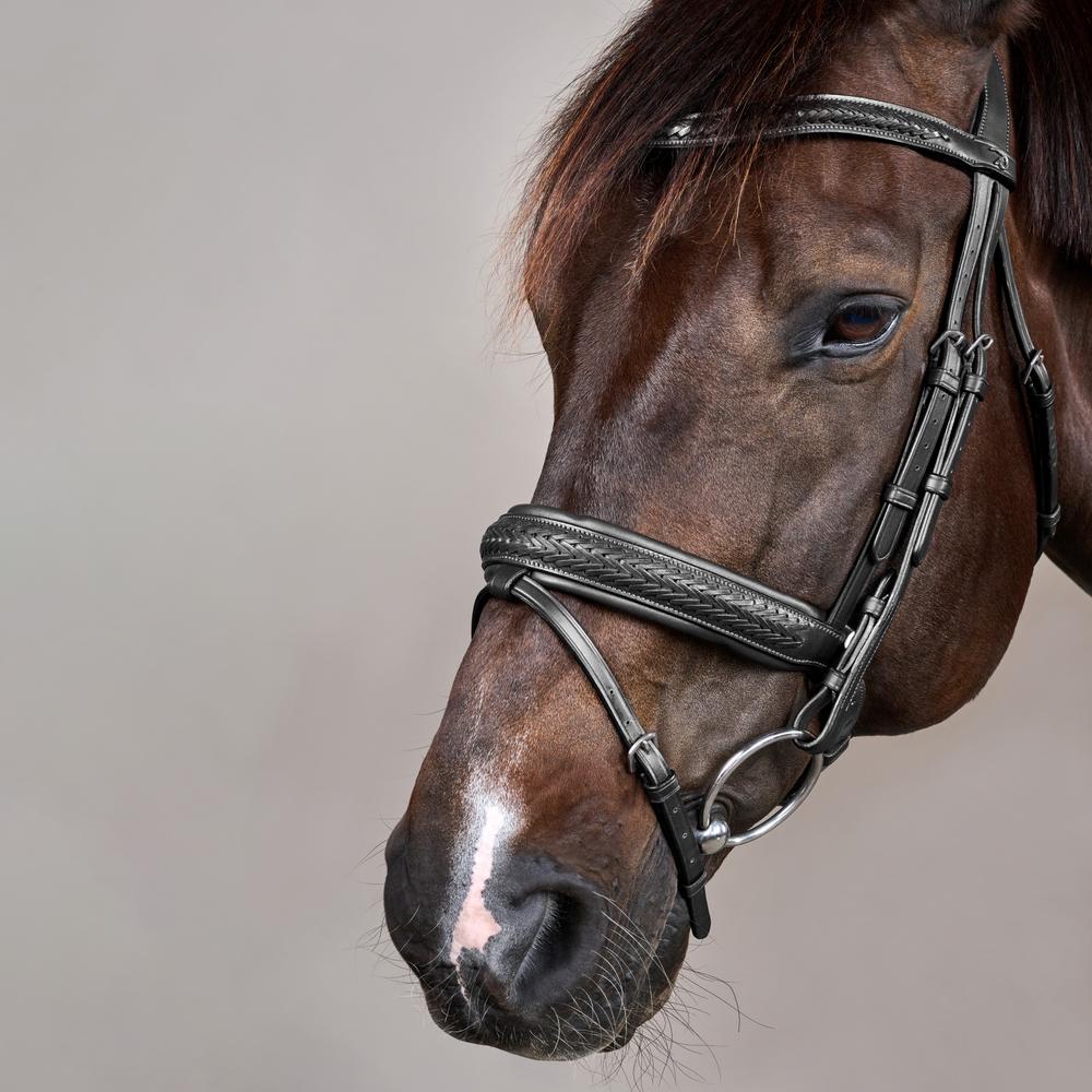 Plaited Flash Noseband Bridle with Pull back NE | Dy'on | PremiumLeather — Image 10