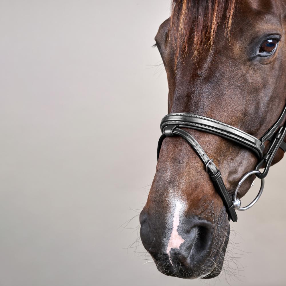 Difference Bridle NE | Dy'on | DurableLeather — Image 13