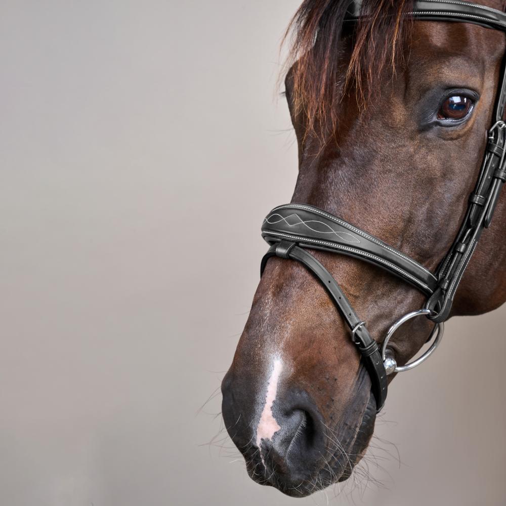 Anatomic Flash Noseband Bridle US | Dy'on | ErgonomicComfort — Image 10